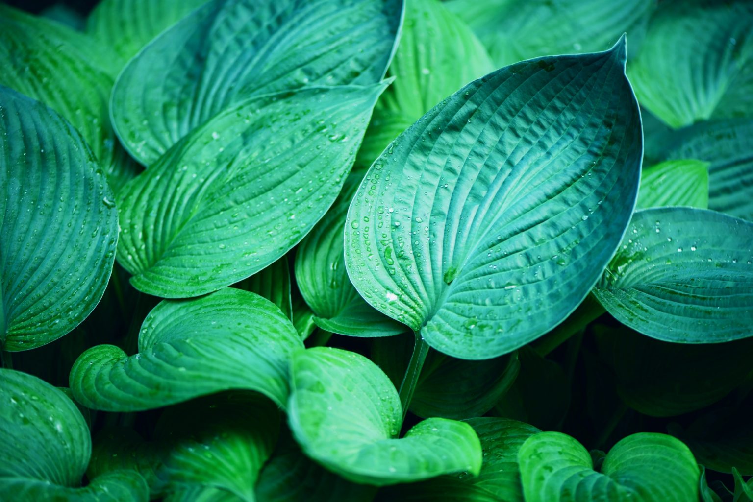 Nature concept. Top view. Green leaves texture. Tropical leaf background iKnowzyme | Reach Biotechnology